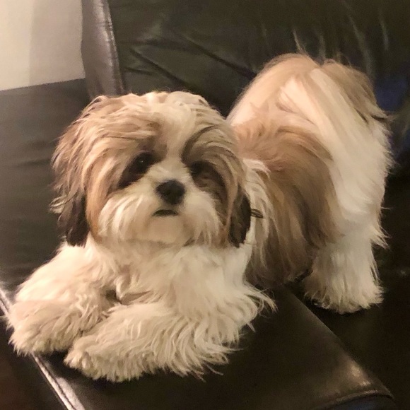 🇺🇸 Meet your Posher, Anita & Gucci - Picture 1 of 15